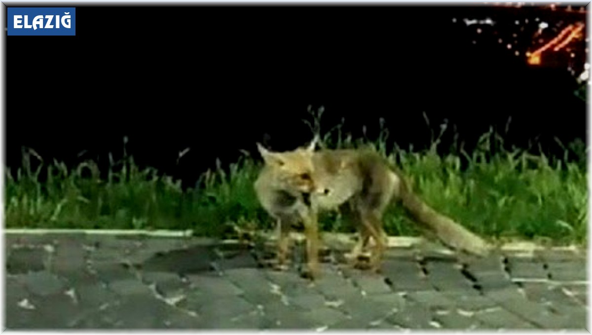 Elazığ'da aç kalan tilkiler şehre indi