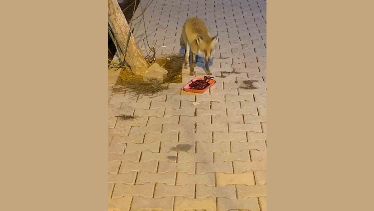 Elazığ'da aç kalan tilkiyi ciğerle beslediler