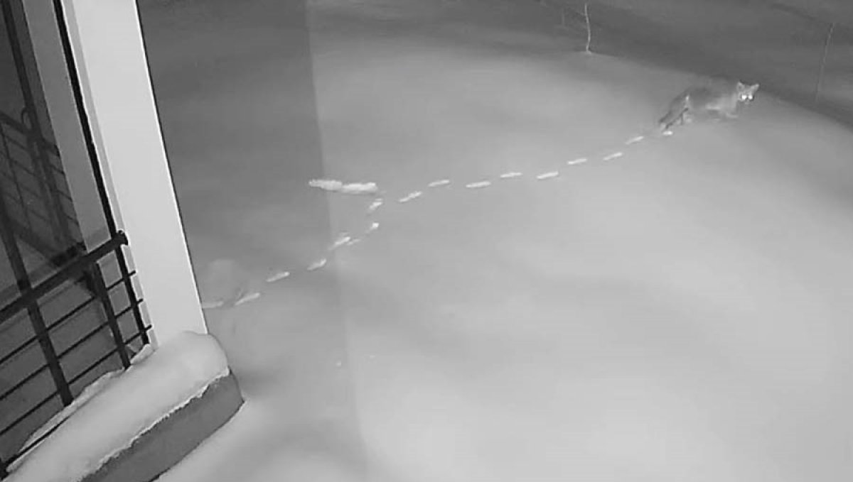 Elazığ'da aç kalan yaban hayvanları köye indi