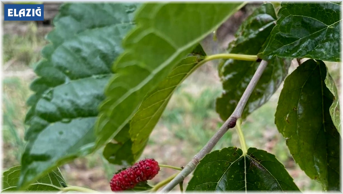 Elazığ'da ağaçlar da şaşırdı: Sonbaharda dut ağacı ikinci kez meyve verdi