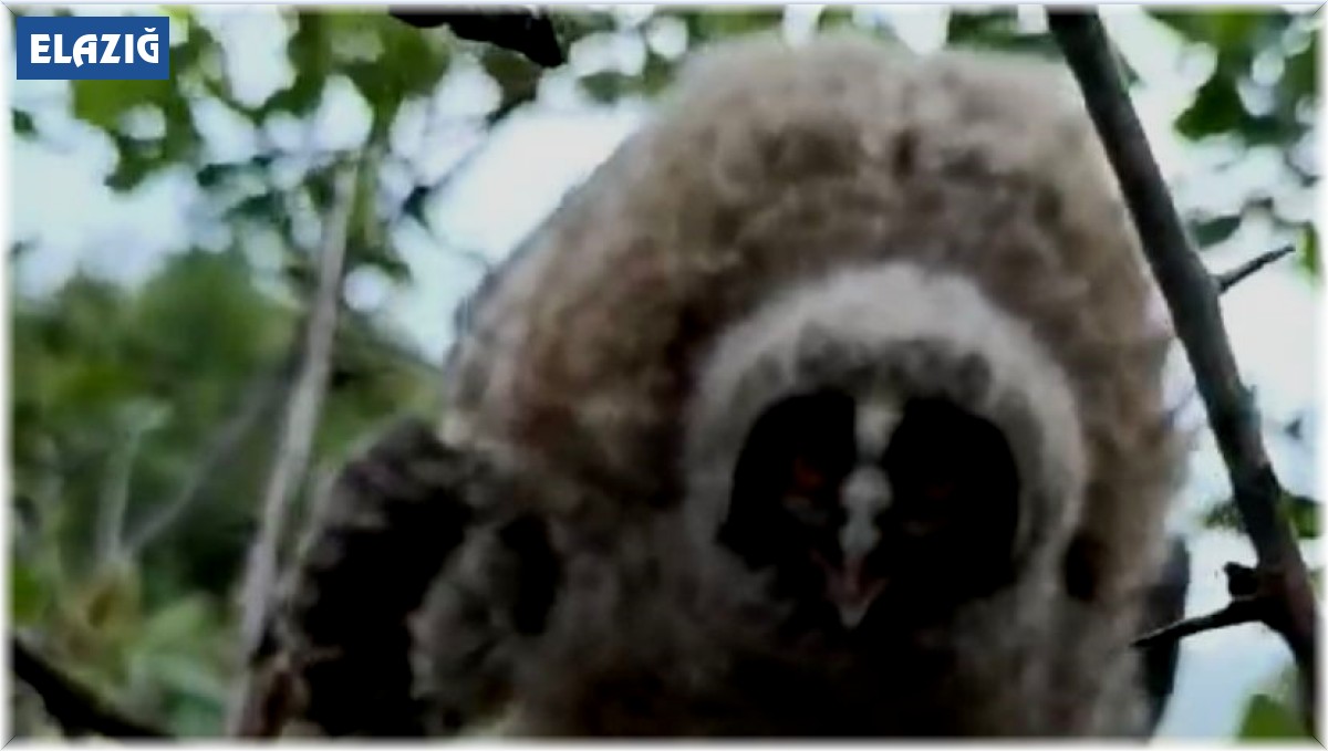 Elazığ'da ağaçta yuva yapan baykuş ailesi görüntülendi
