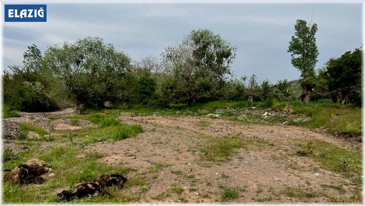 Elazığ'da ağıla giren kurt sürüsü, 21 koyunu telef etti