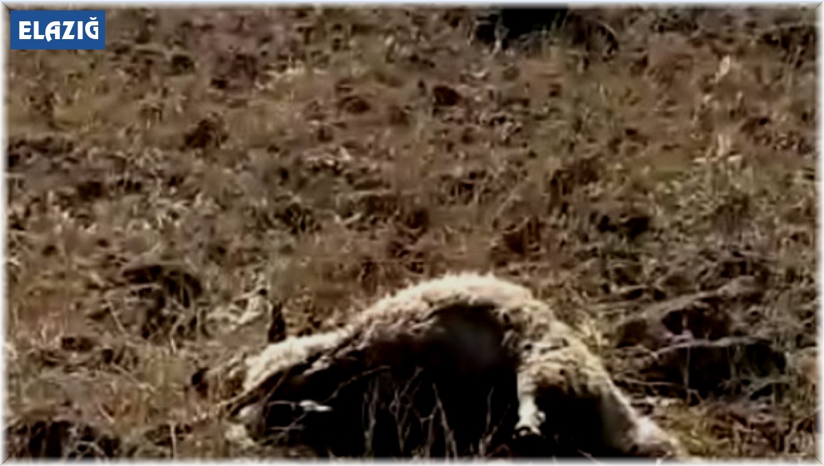 Elazığ'da ağıla giren kurtlar, 53 koyunu telef etti