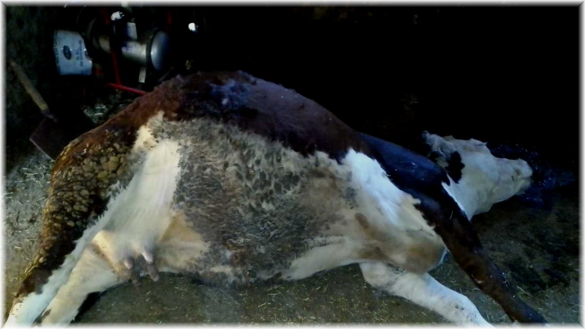 Elazığ'da ağıla yıldırım düştü, 3 büyükbaş hayvan telef oldu