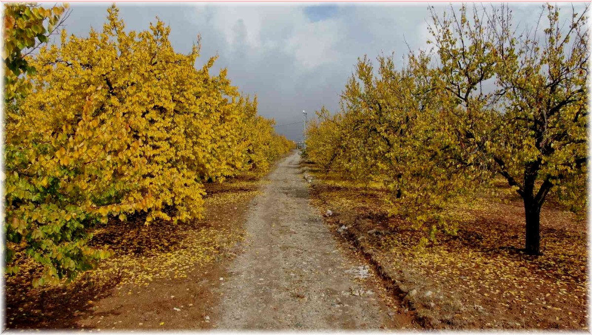 Elazığ'da 'altın yaprakların' sonbahar güzelliği