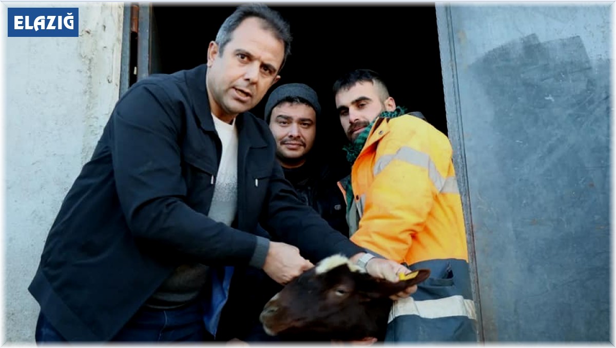 Elazığ'da anaç koyun ve keçi tespit çalışmaları sürüyor