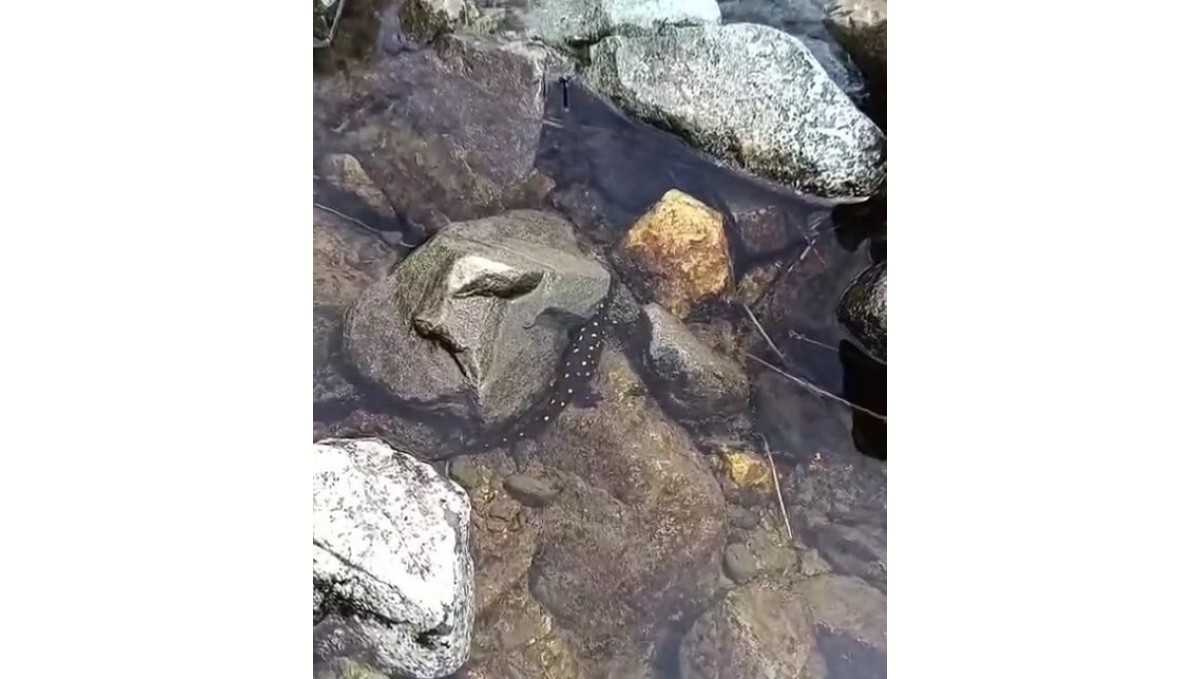 Elazığ'da Anadolu benekli semenderi görüntülendi