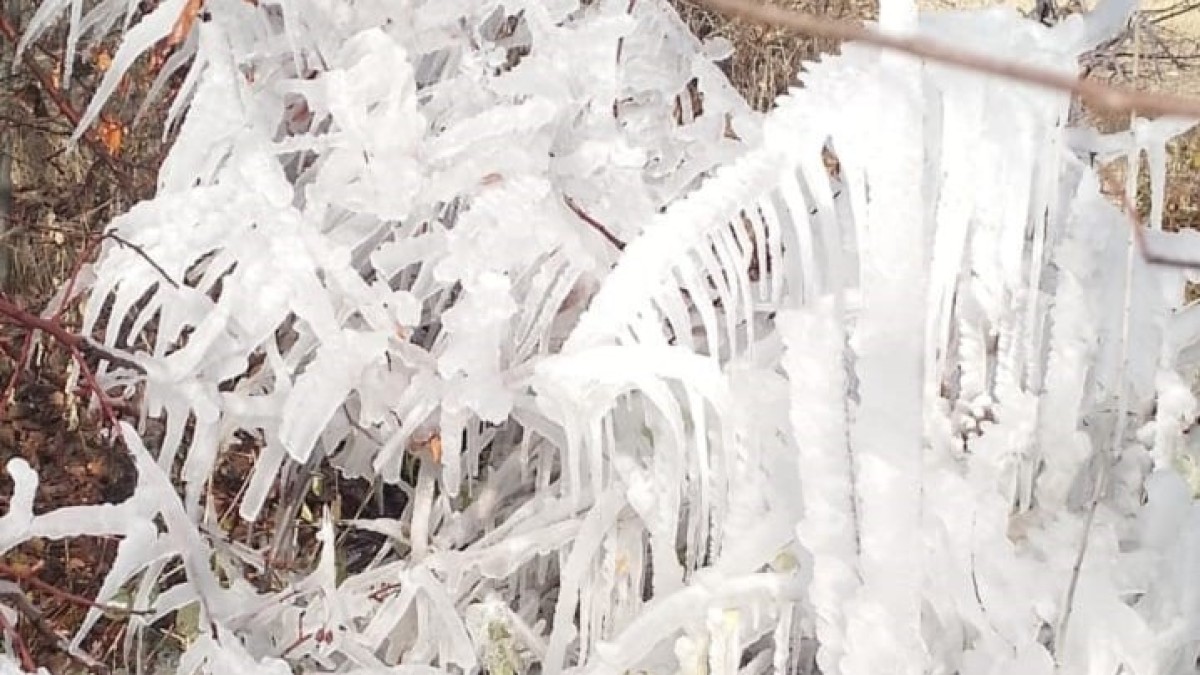 Elazığ'da araçlar ve ağaçlar buz tuttu