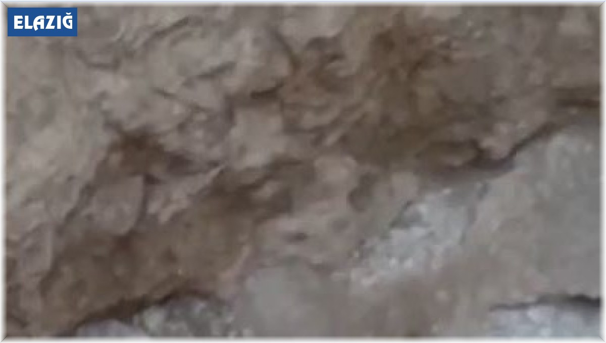 Elazığ'da Arap tavşanı görüntülendi