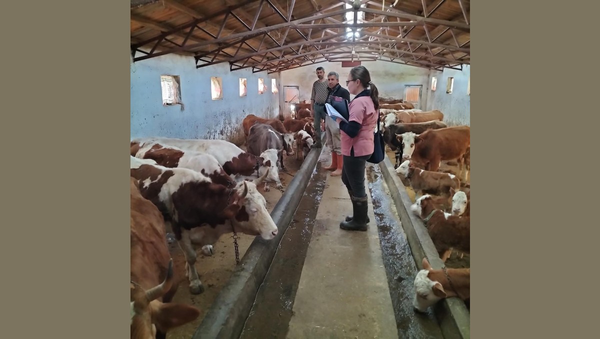 Elazığ'da aşılama ve küpeleme çalışması sürüyor