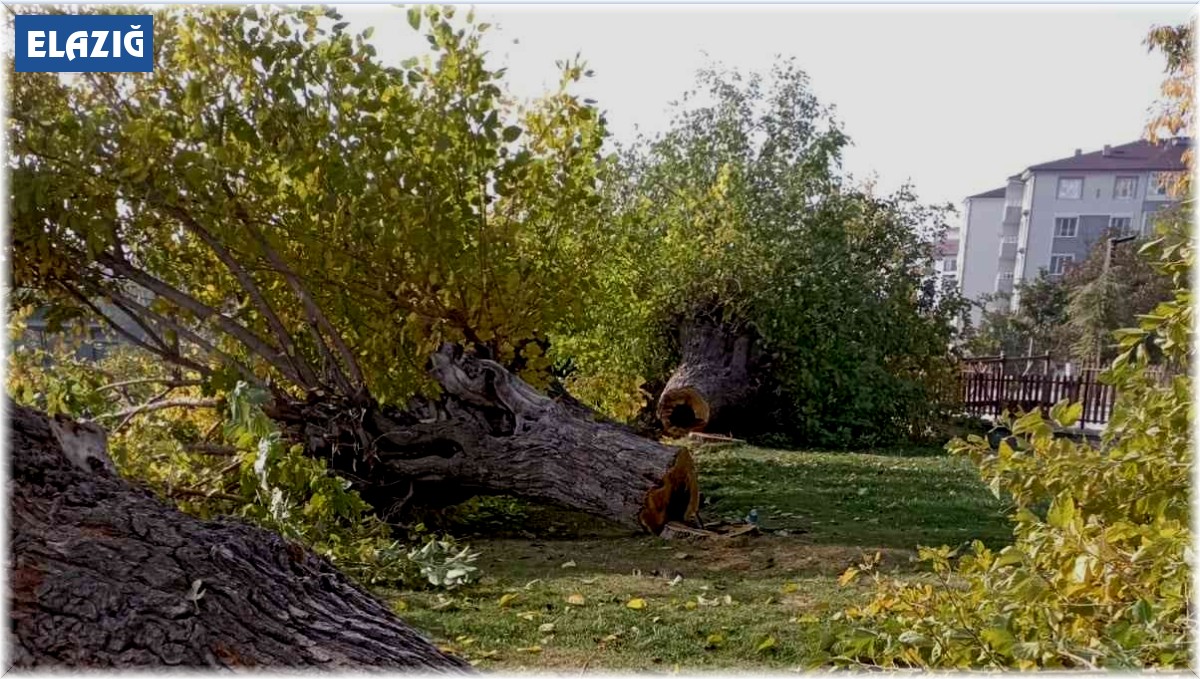 Elazığ'da asırlık 24 dut ağacı kesildi