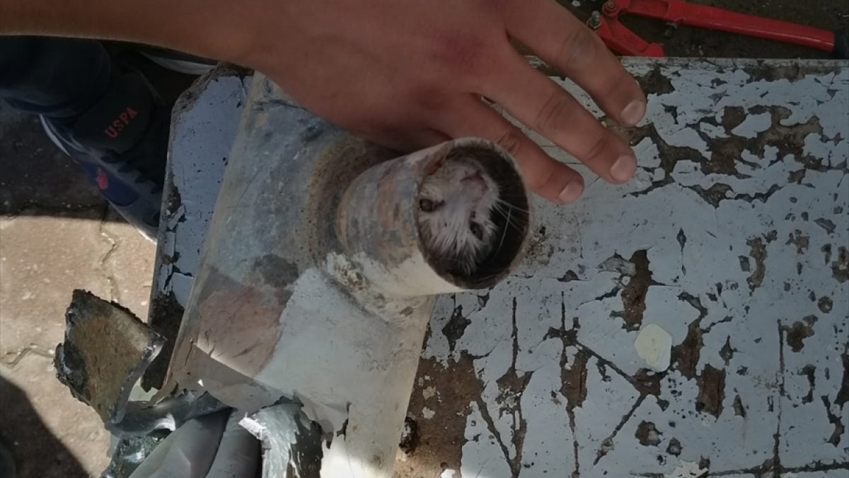 Elazığ'da atık su borusunda sıkışan yavru kedi kurtarıldı