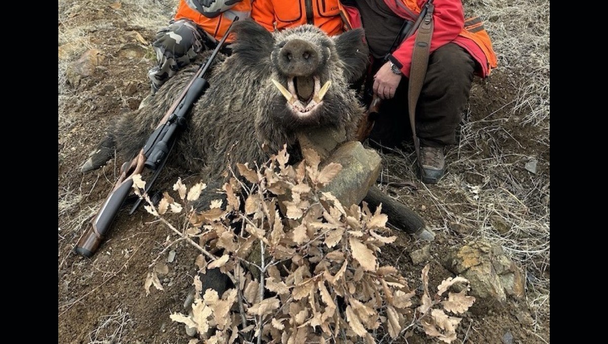 Elazığ'da avcılar 250 kiloluk domuz avladı