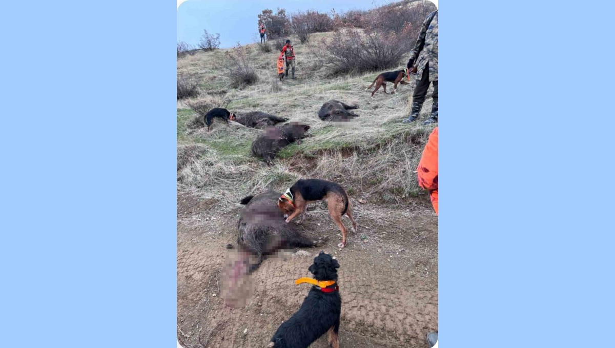 Elazığ'da avcılar sürü halinde domuz avladı