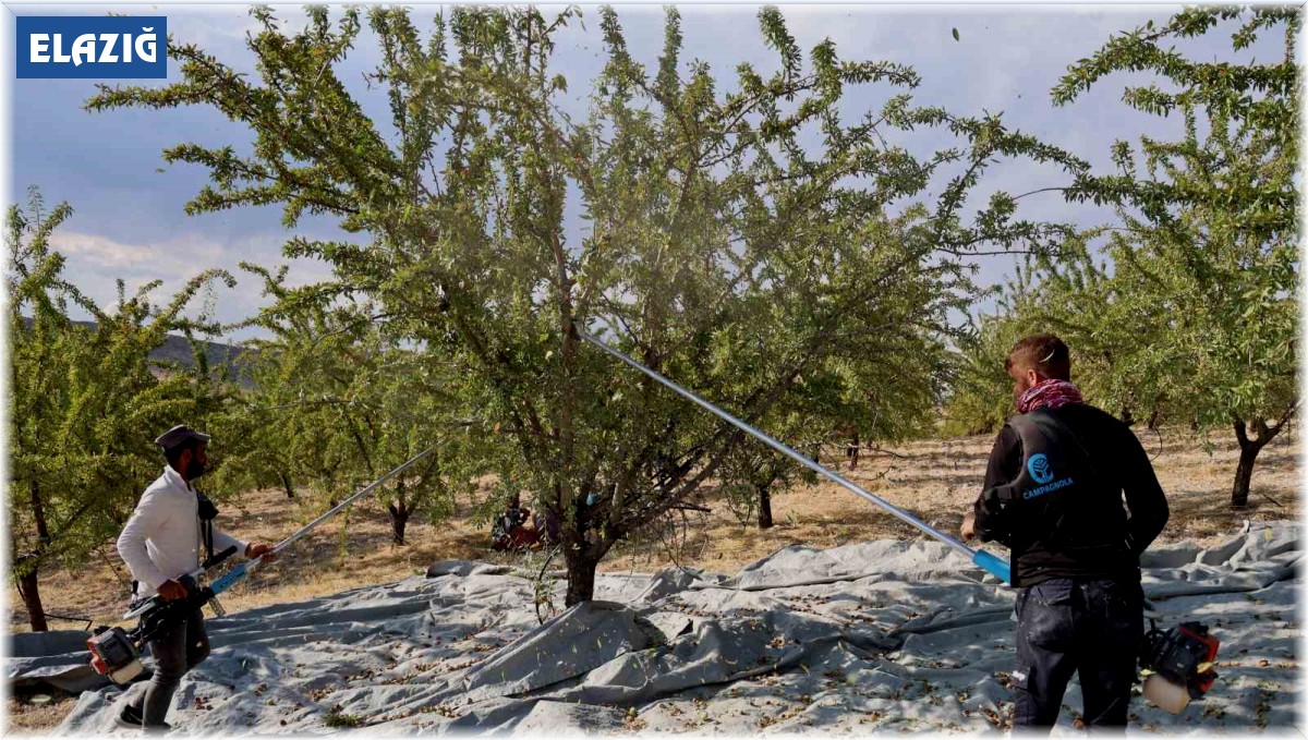 Elazığ'da badem hasadı sürüyor