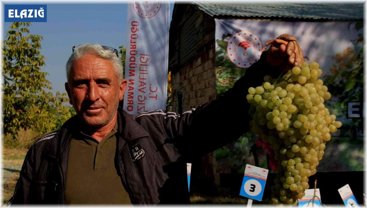 Elazığ'da bağ bozumu etkinliği