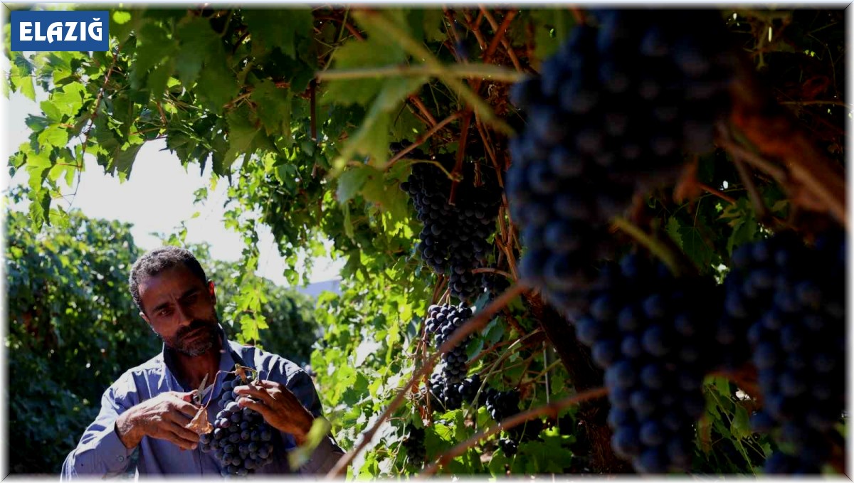 Elazığ'da bağbozumu heyecanı: Üzüm hasadı başladı