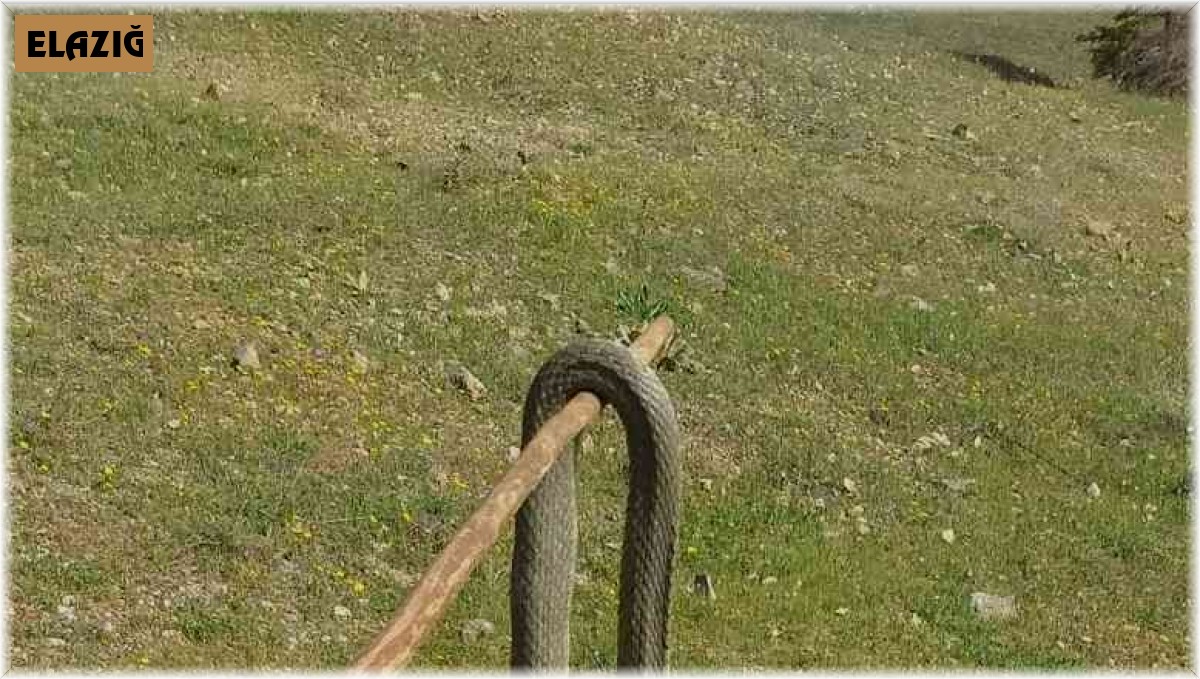 Elazığ'da baharın gelmesiyle yılanlar görülmeye başlandı