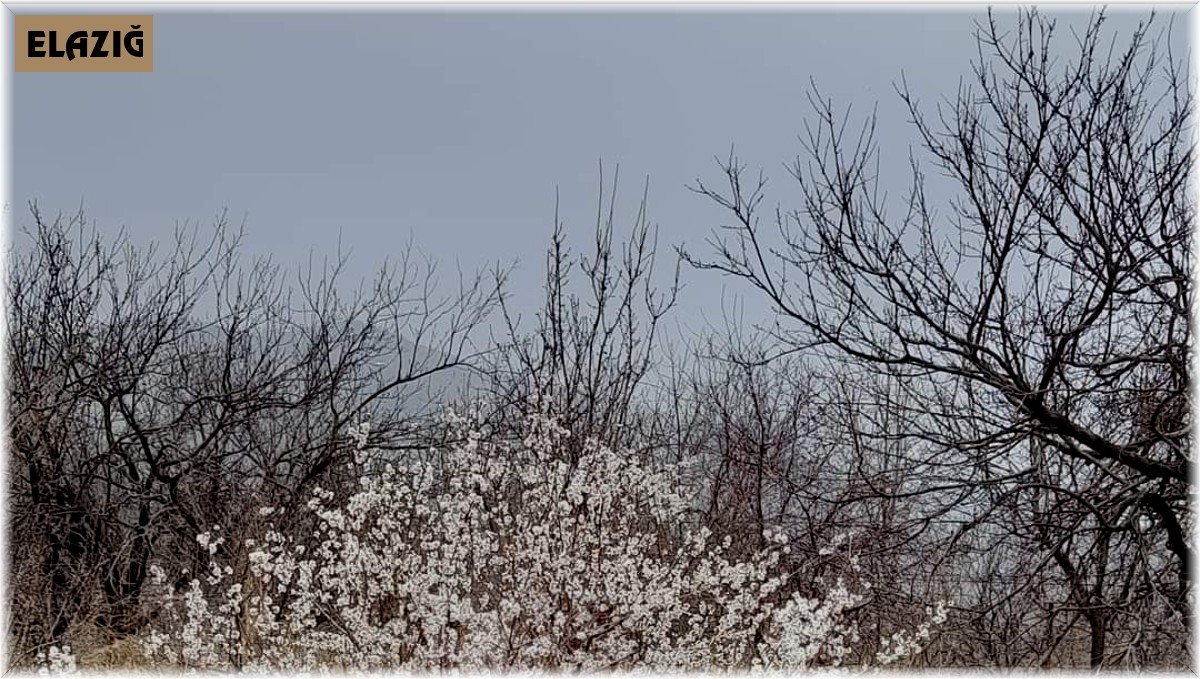 Elazığ'da baharın habercisi bademler çiçek açtı