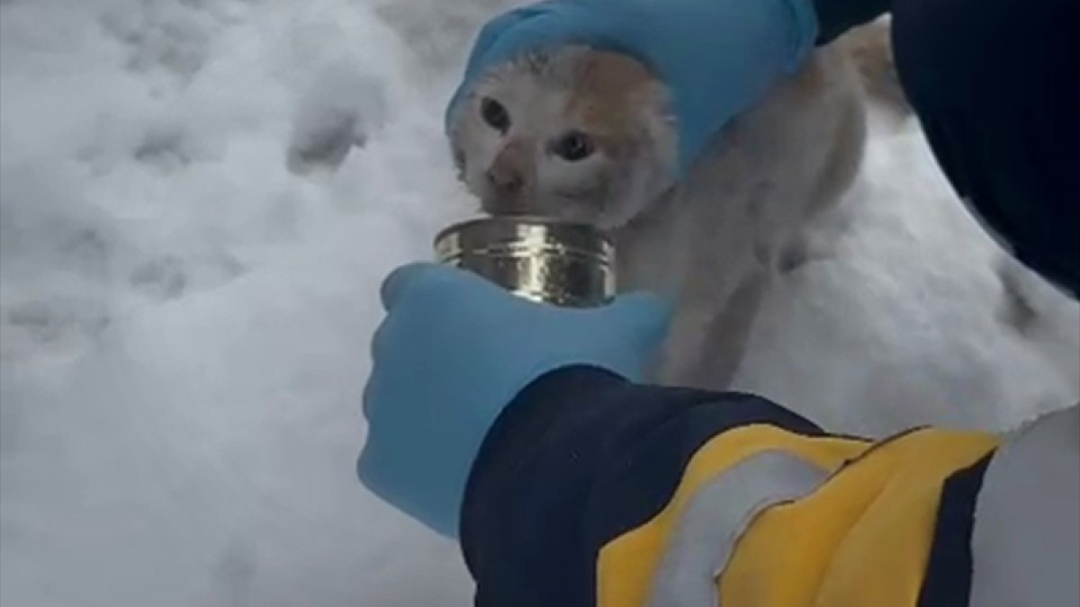 Elazığ'da başı konserve kutusuna sıkışan kediyi sağlık ekibi kurtardı