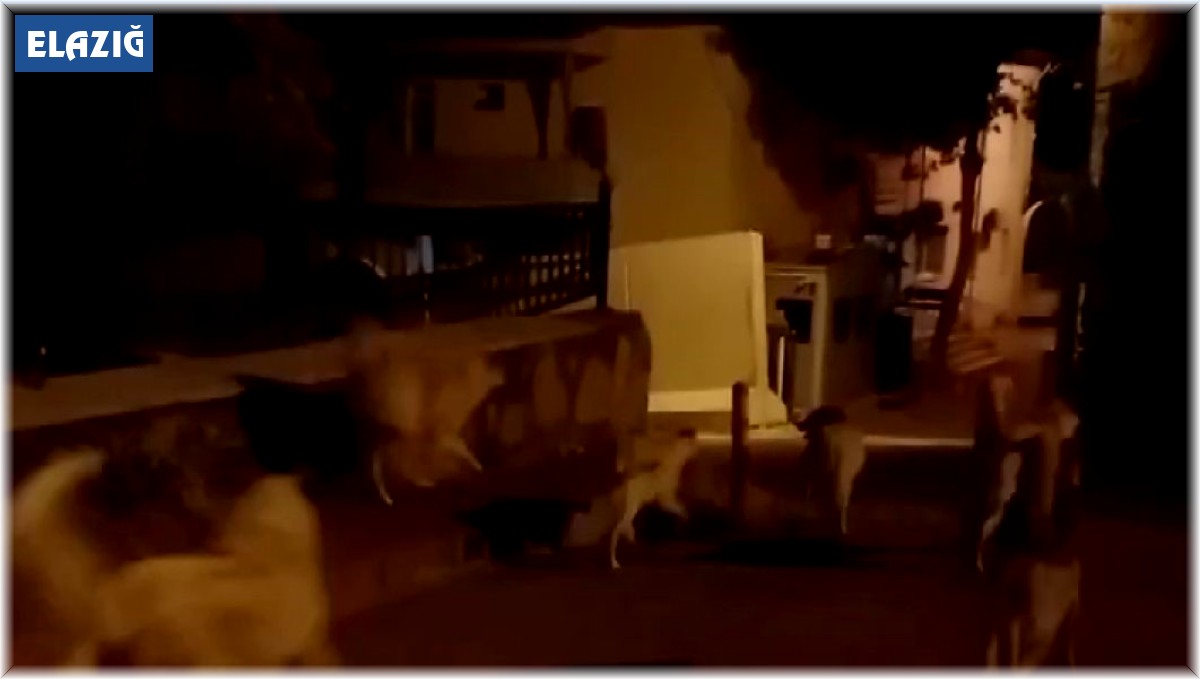 Elazığ'da başıboş köpekler 150 tavuğu telef etti