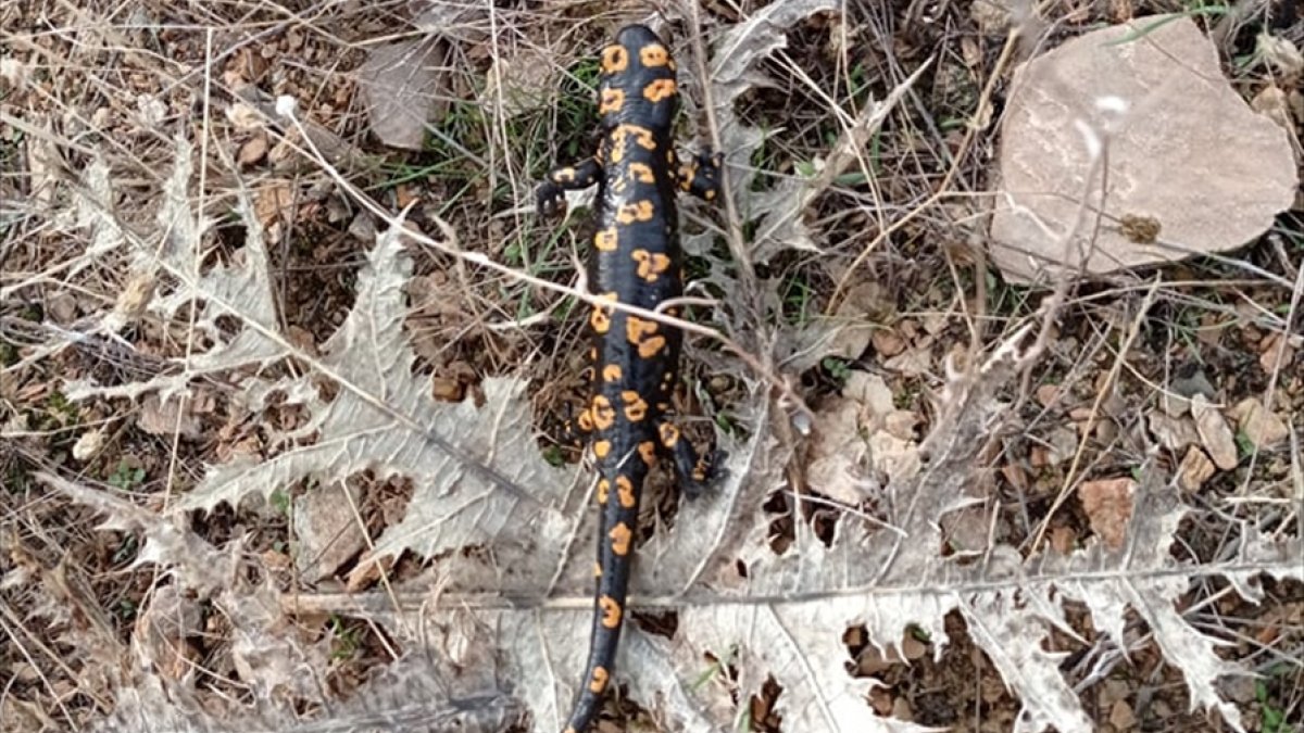 Elazığ'da benekli semender görüntülendi