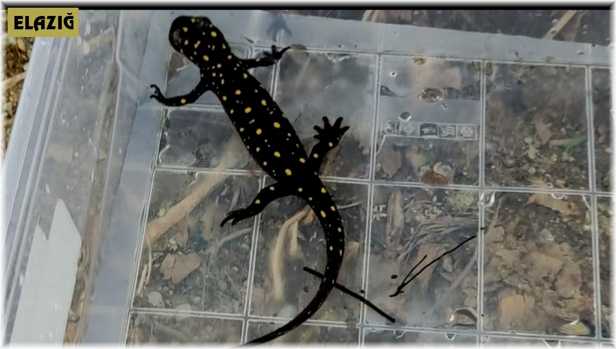 Elazığ'da benekli semender izleme çalışması yapıldı