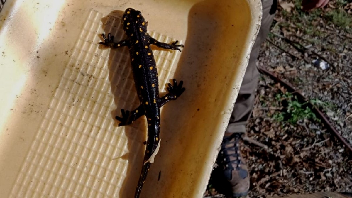 Elazığ'da benekli semender izleme çalışması yapıldı