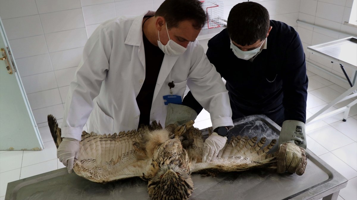 Elazığ'da bitkin bulunan kulaklı orman baykuşu tedavi altına alındı