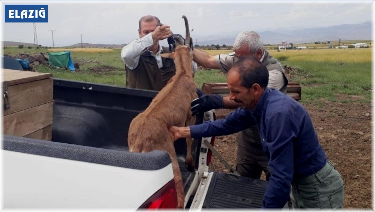 Elazığ'da bitkin halde bulunan dağ keçisi koruma altına alındı