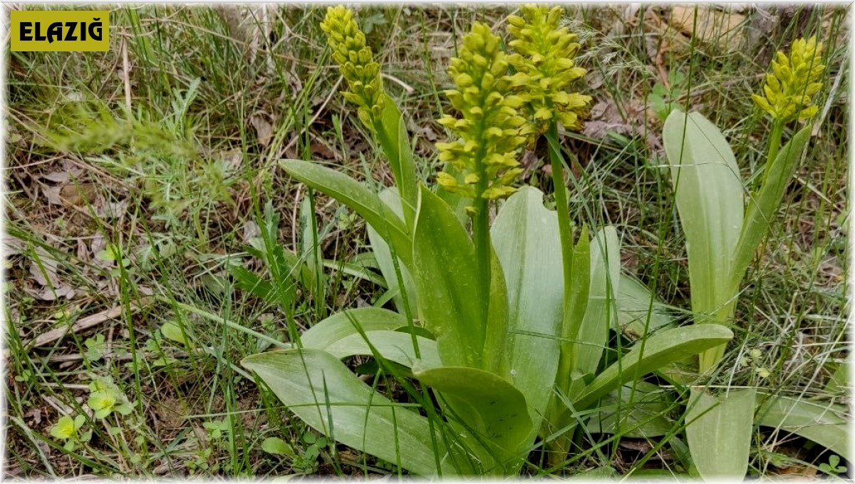 Elazığ'da biyoçeşitlilik izleme çalışmaları sürüyor