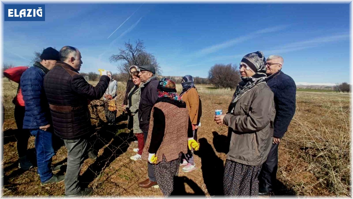 Elazığ'da budama eğitimleri sürüyor