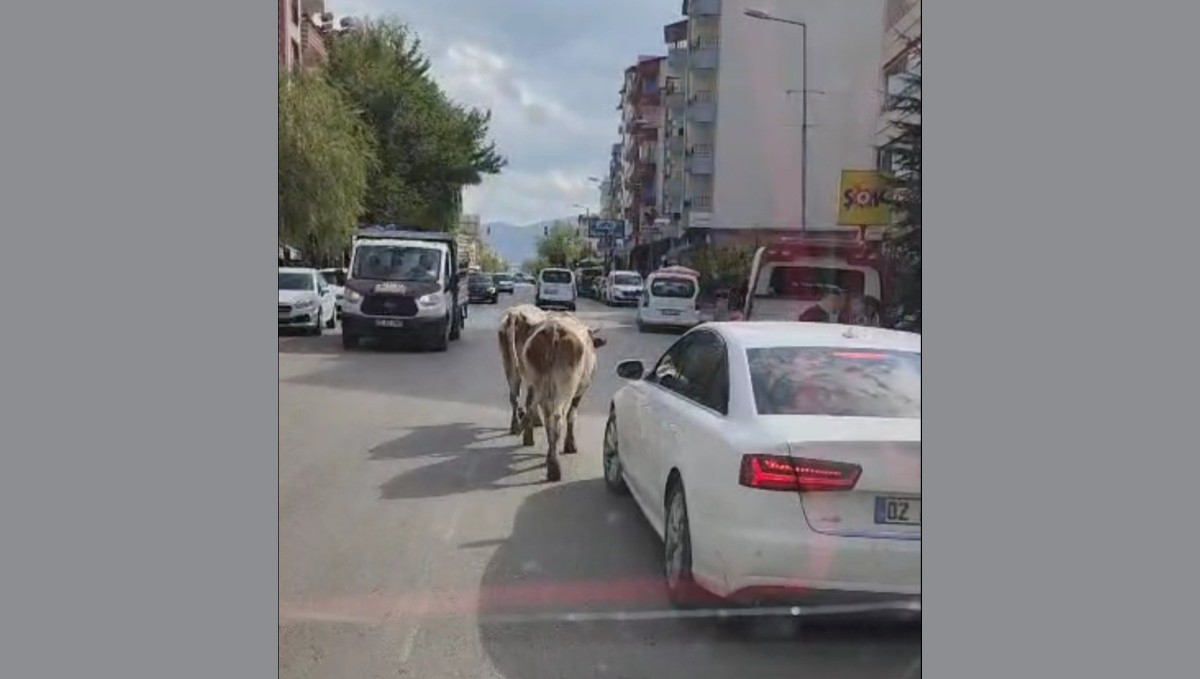 Elazığ'da caddeye çıkan inekler sürücülere zor anlar yaşattı