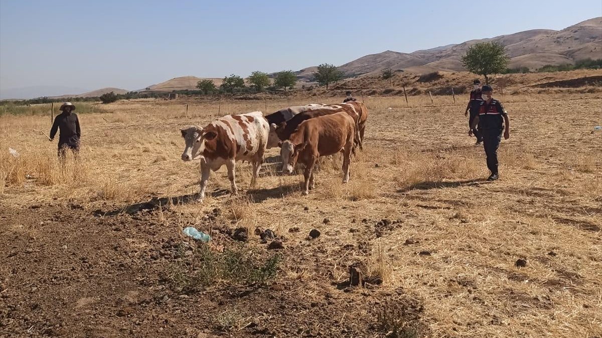 Elazığ'da çalınan inekler Şanlıurfa'da bulundu, 4 kişi gözaltına alındı