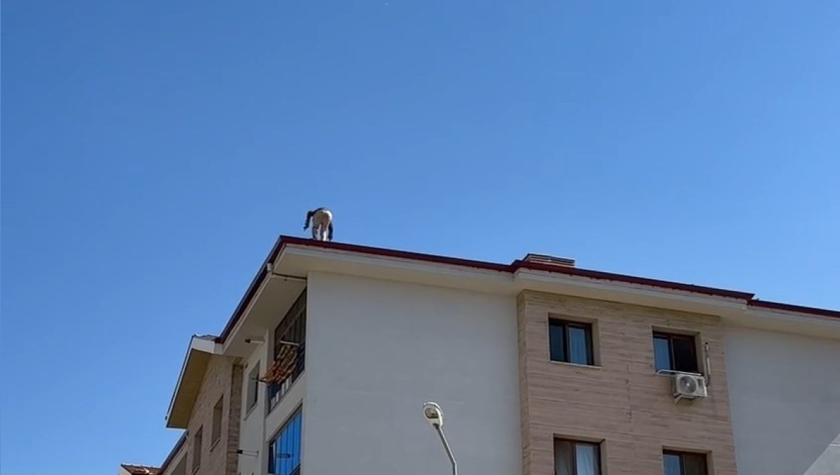 Elazığ'da çatıda tehlikeli çalışma