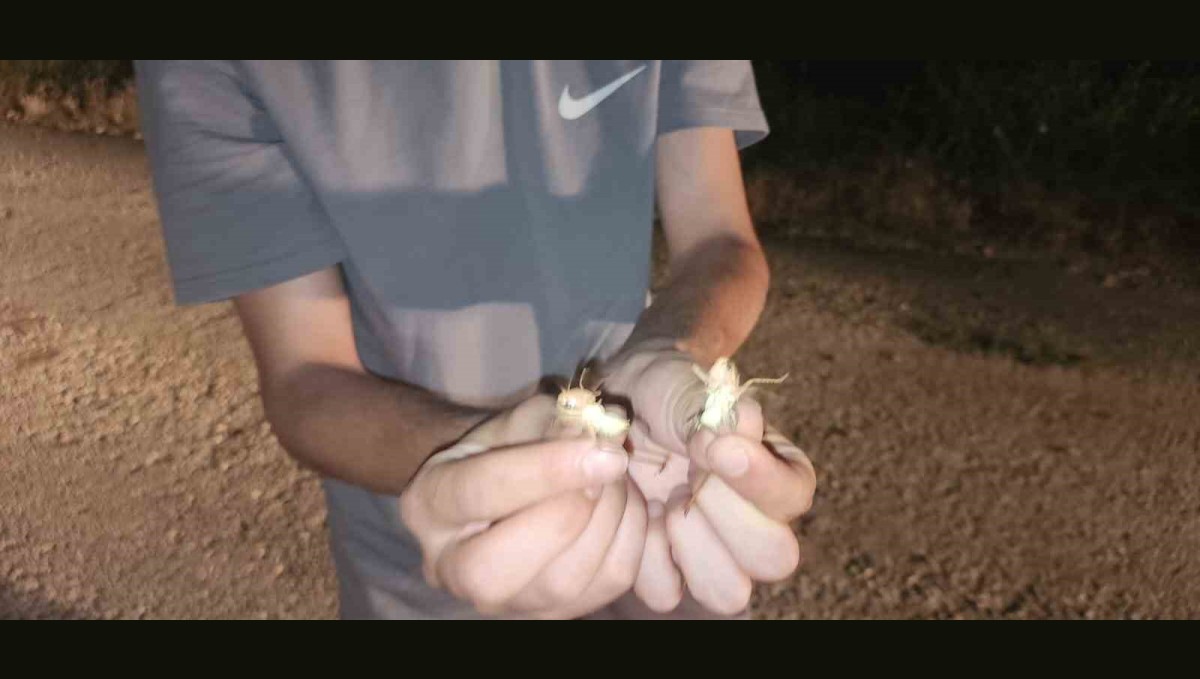 Elazığ'da çekirge istilası: Yüzlercesi yolu kapattı