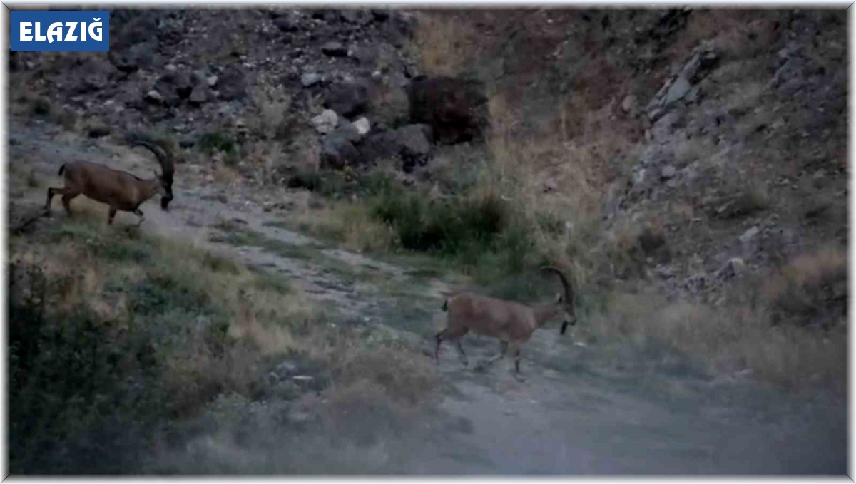 Elazığ'da çengel boynuzlu dağ keçileri görüntülendi