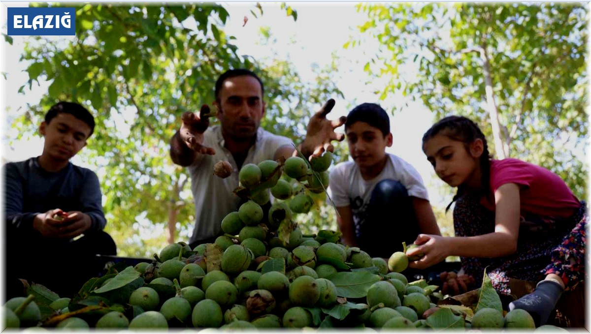 Elazığ'da ceviz hasadı başladı