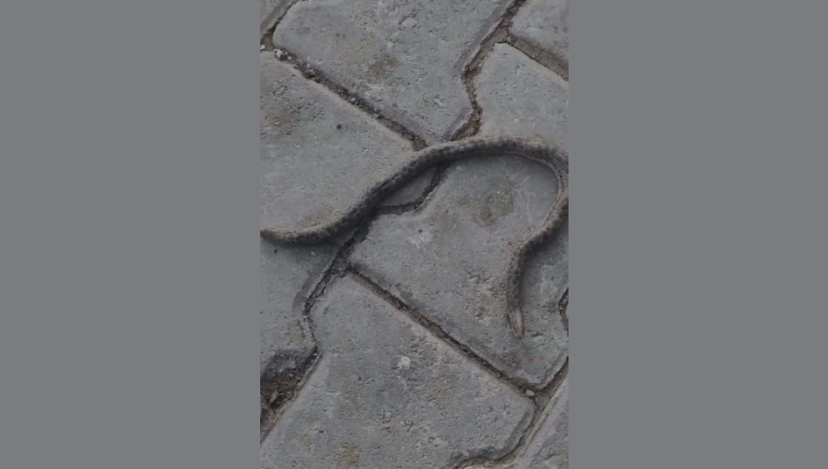 Elazığ'da çift başlı yılan tedirgin etti