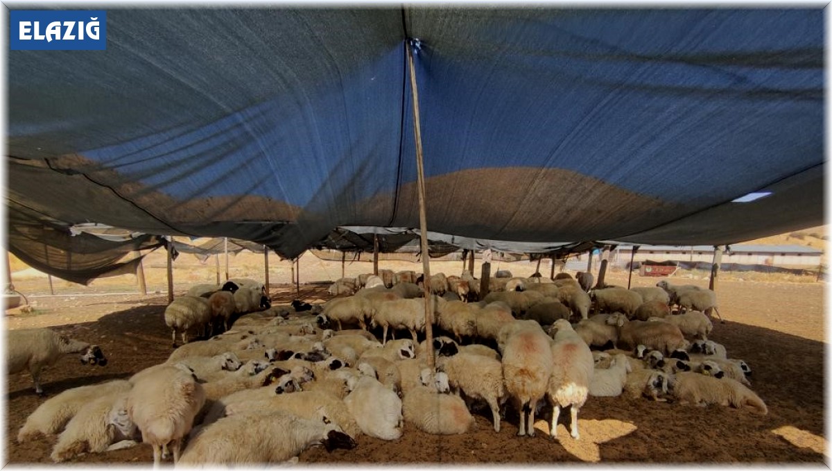 Elazığ'da çiftçiler 40 bin lira maaşa çoban bulunmuyor