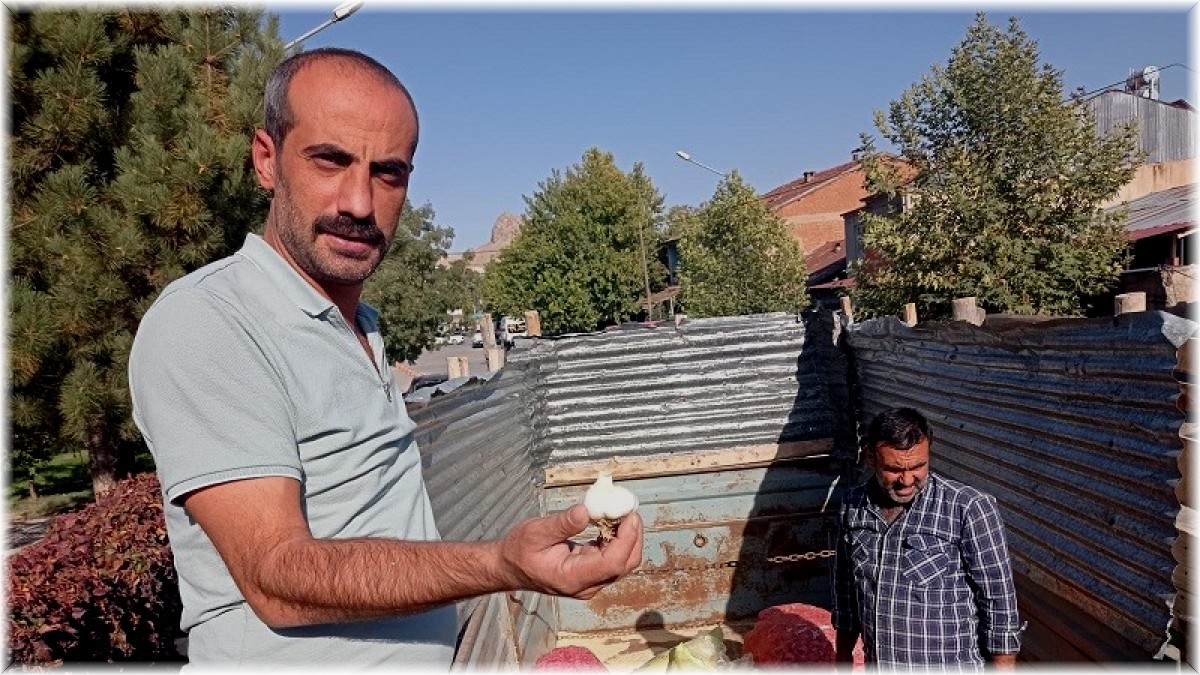 Elazığ'da çiftçilere yüzde 75 hibeli sarımsak tohumu dağıtıldı