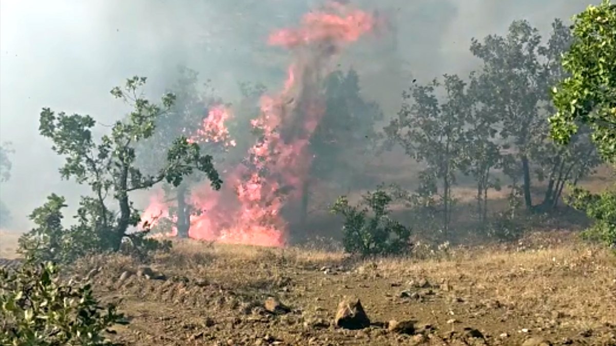 Elazığ'da çıkan yangında 50 dekar ormanlık alan zarar gördü