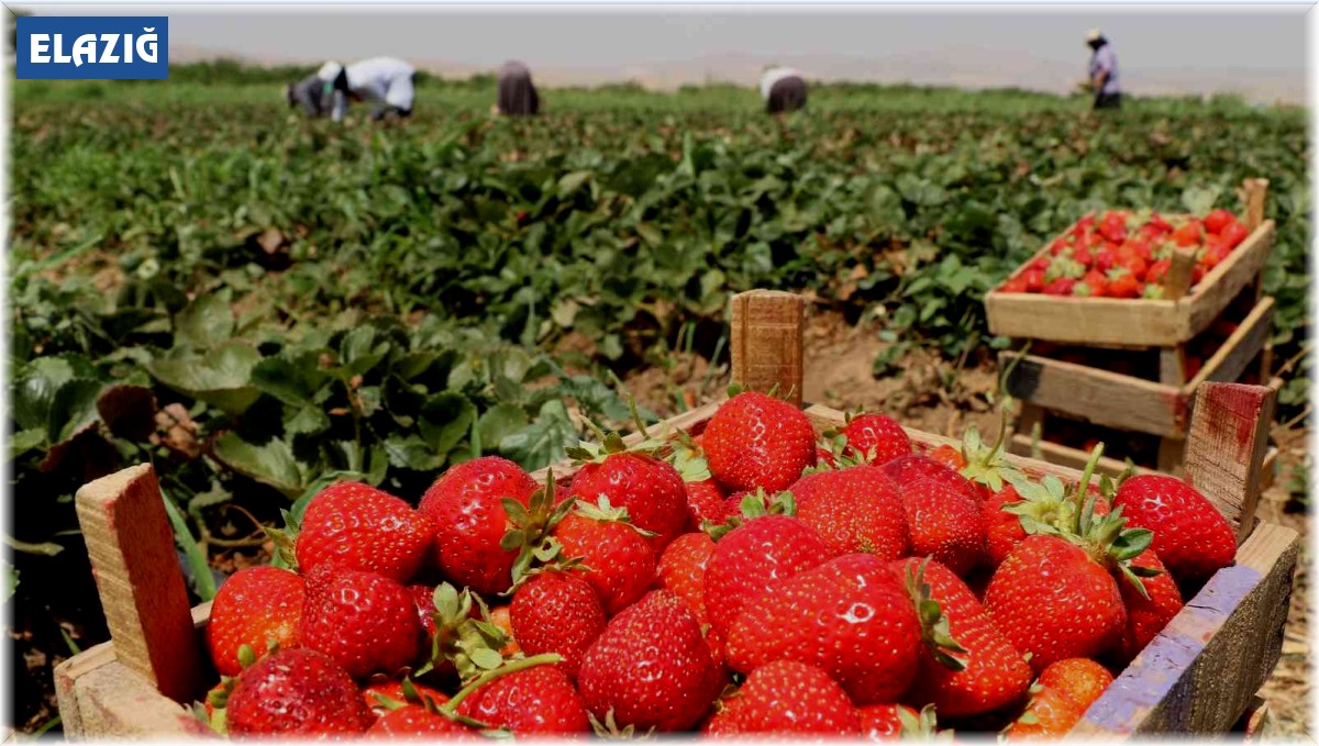 Elazığ'da çilek hasadı sürüyor