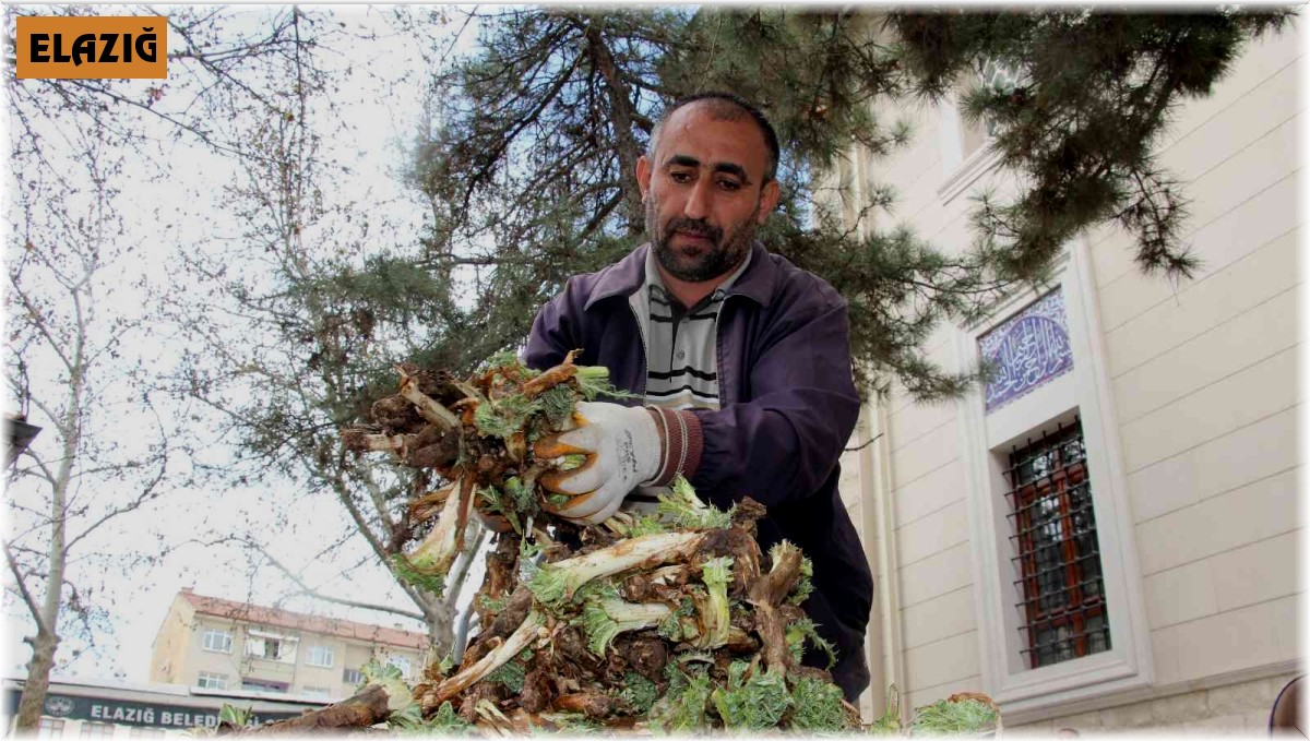 Elazığ'da 'Çiriş' ve 'Kenger' otu, tezgahlardaki yerini aldı