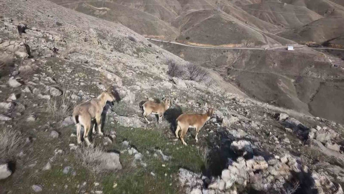 Elazığ'da dağ keçileri dron ile görüntülendi