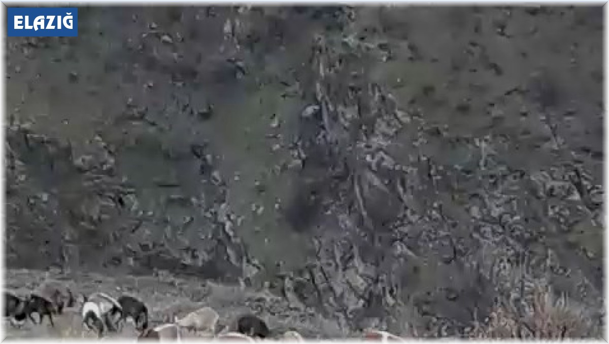 Elazığ'da dağ keçileri görüldü