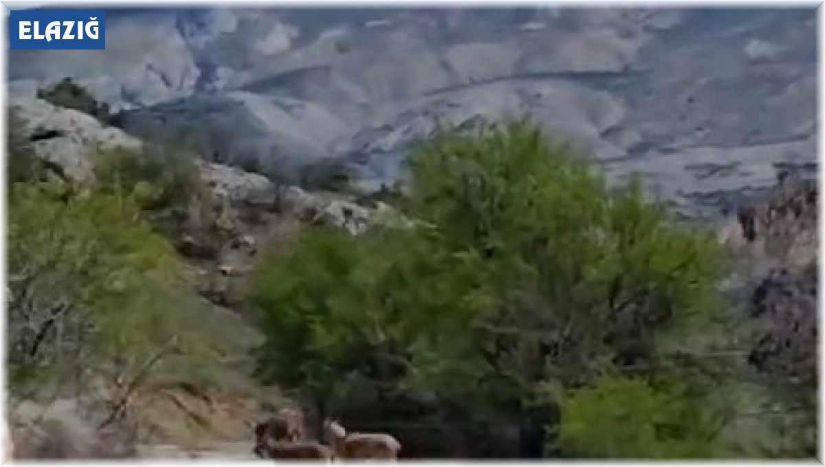 Elazığ'da dağ keçileri görüldü