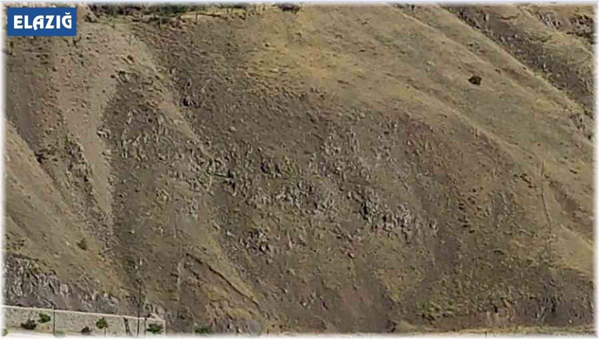 Elazığ'da dağ keçileri görüldü