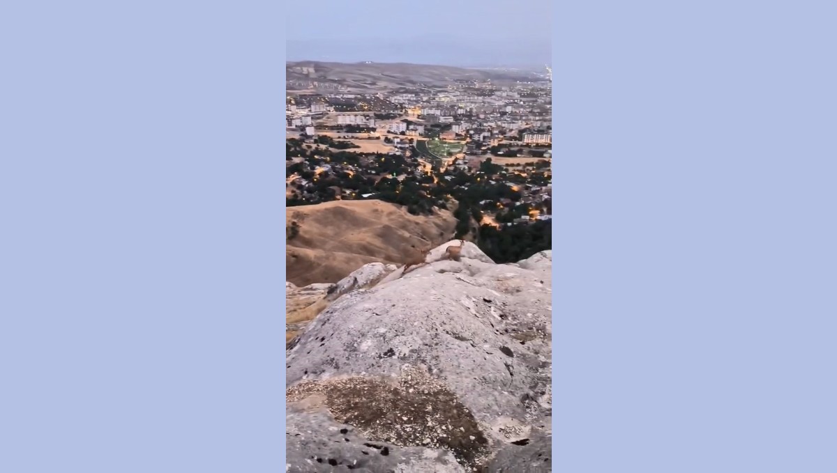 Elazığ'da dağ keçileri görüldü