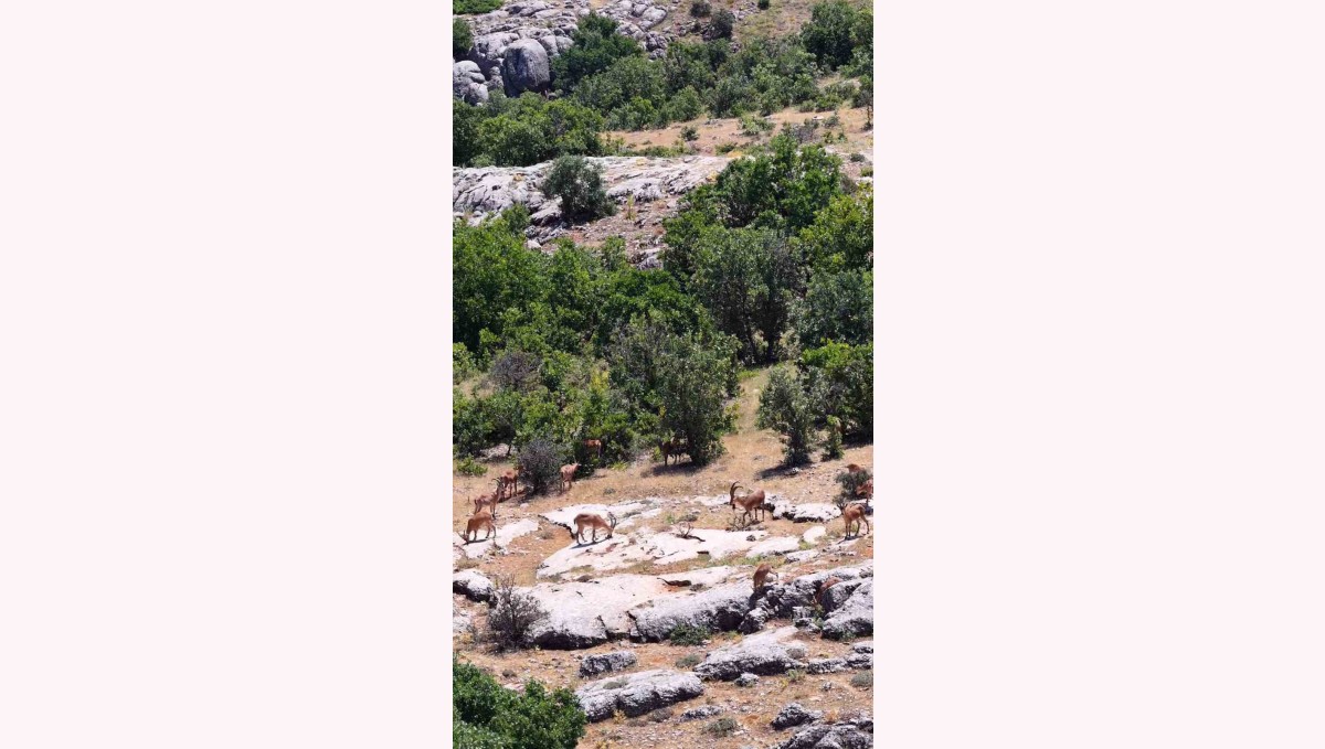 Elazığ'da dağ keçileri, görüntüleri ile hayran bıraktı